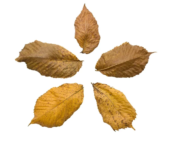 5 alder leaves — Stock Photo, Image