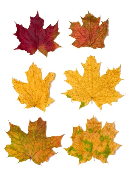 6 кленовых листьев — стоковое фото