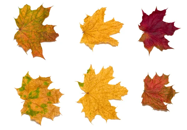 6 maple leaves-2 — Stock Photo, Image