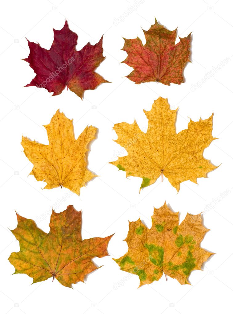 6 maple leaves