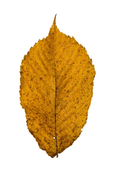 Alder leaf — Stock Photo, Image