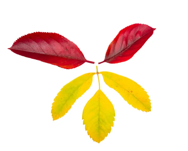 Fall leaves — Stock Photo, Image