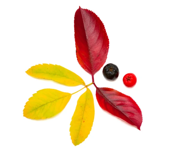 Ashberry ve chokeberry — Stok fotoğraf