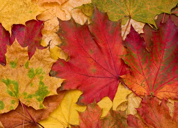 Fondo de hojas de arce descoloridas . — Foto de Stock