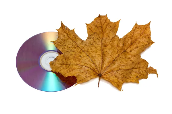 CD idealna klonowego liścia — Zdjęcie stockowe
