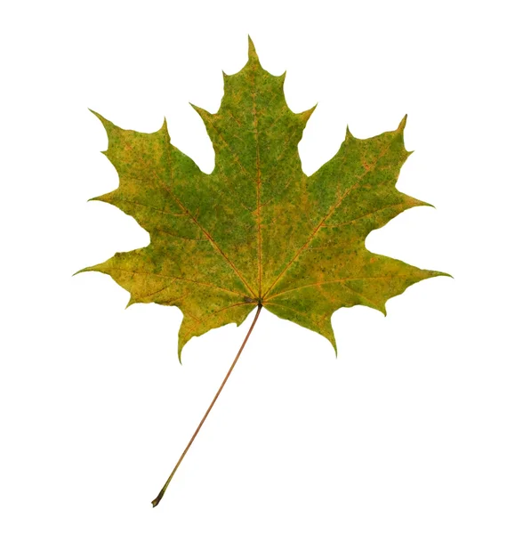 Faded maple leaf — Stock Photo, Image