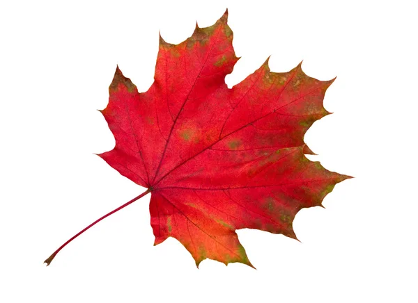 Faded red maple leaf — Stock Photo, Image