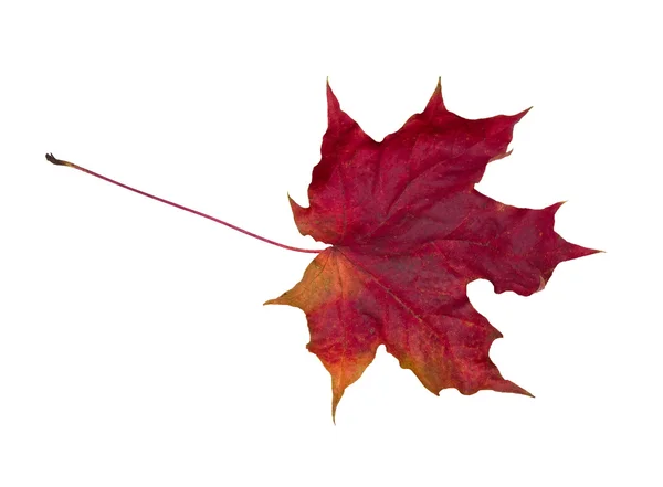 Soluk kırmızı yaprak — Stok fotoğraf