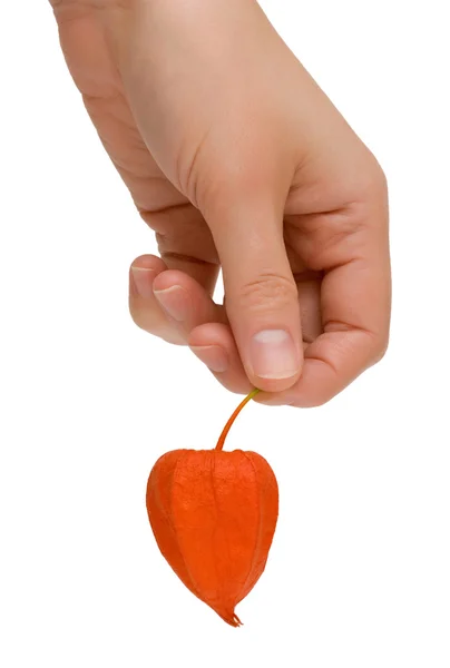 Vrouwelijke hand met een cape kruisbes fruit — Stockfoto