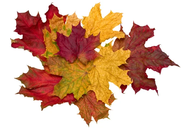 Few faded maple leaves — Stock Photo, Image