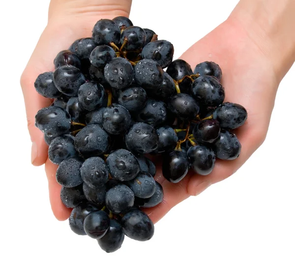 Grapes in hands — Stock Photo, Image