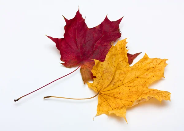 2 maple leaves — Stock Photo, Image