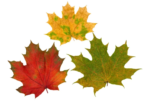 Rode, gele en groene esdoorn bladeren — Stockfoto