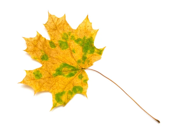 Yellow maple leaf — Stock Photo, Image