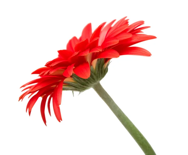Side-view of gerbera — Stock Photo, Image