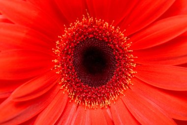 closeup gerbera