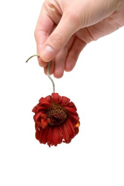 Dead flower clipart