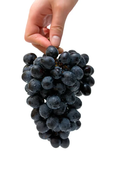 Куча винограда в женской руке — стоковое фото