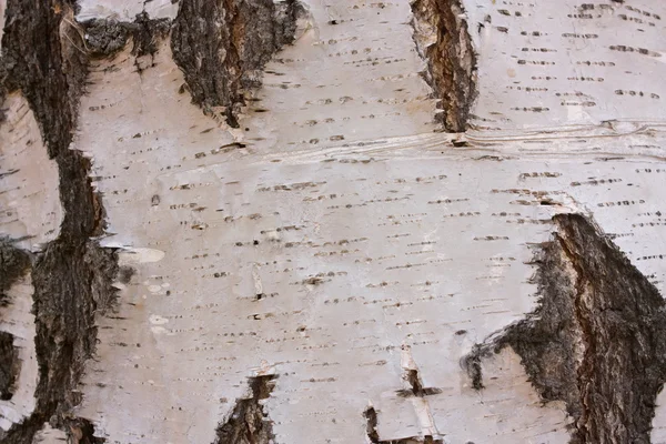 stock image Birch bark