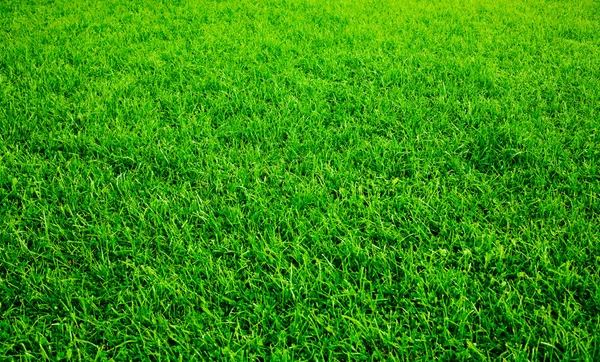 Trawnik — Zdjęcie stockowe