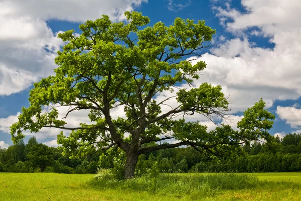 stock image Old oak