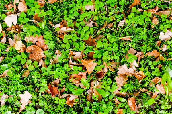 stock image Autumn