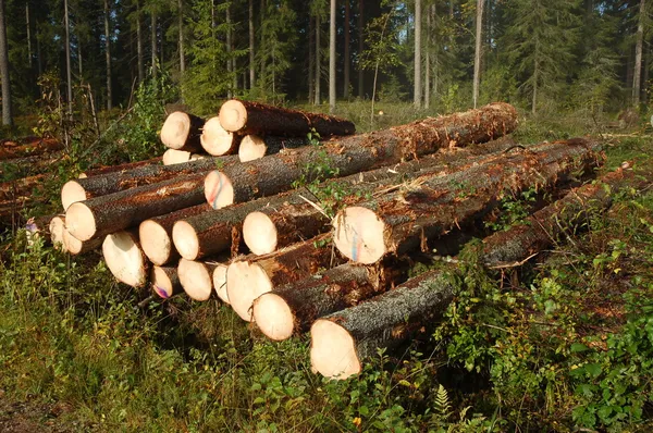 Logging site — Stock Photo, Image
