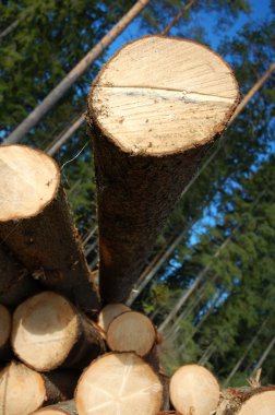 Logging site clipart