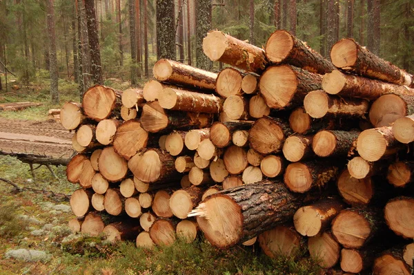 At a logging site — Stock Photo, Image