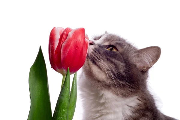 Gato y tulipán —  Fotos de Stock