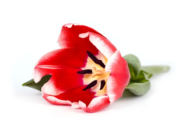 白色背景的红郁金香 — 图库照片