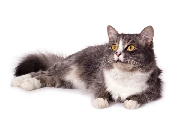 毛茸茸的灰色猫 — 图库照片