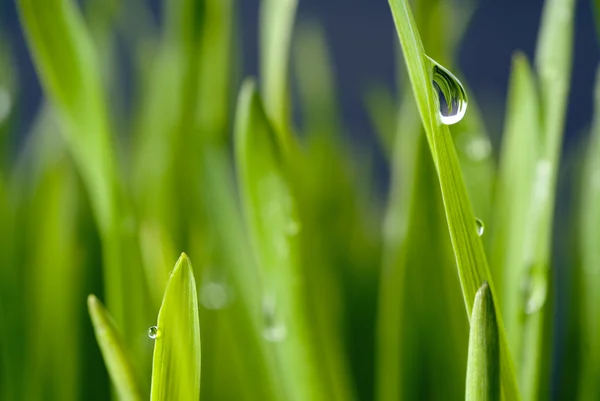 Trawa z dużą rosy krople — Zdjęcie stockowe