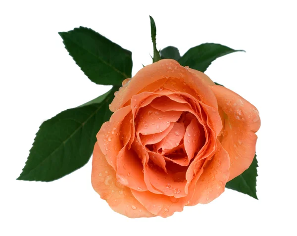 Peach rose — Stock Photo, Image