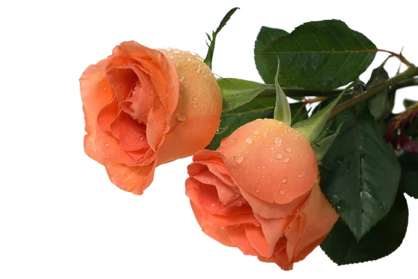 Peach roses — Stock Photo, Image