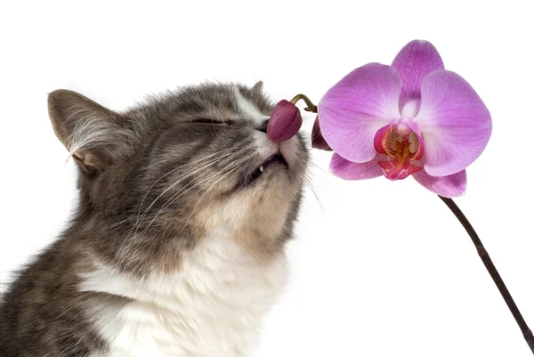 猫和粉红色的兰花 — 图库照片