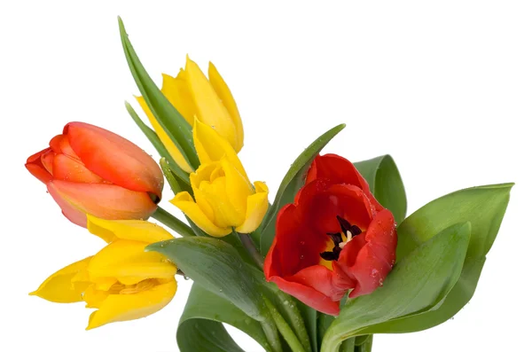 Bouquet of red and yellow tulips — Stock Photo, Image