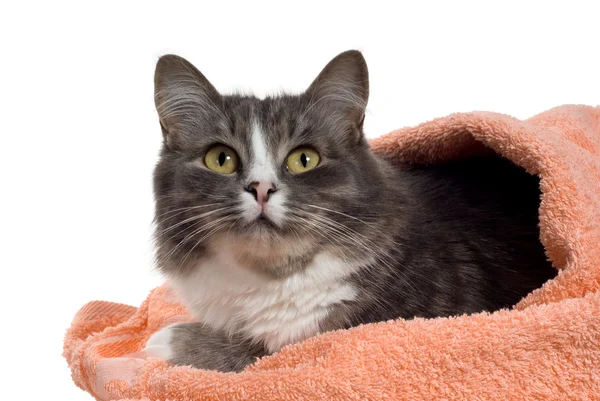 Gato en toalla — Foto de Stock
