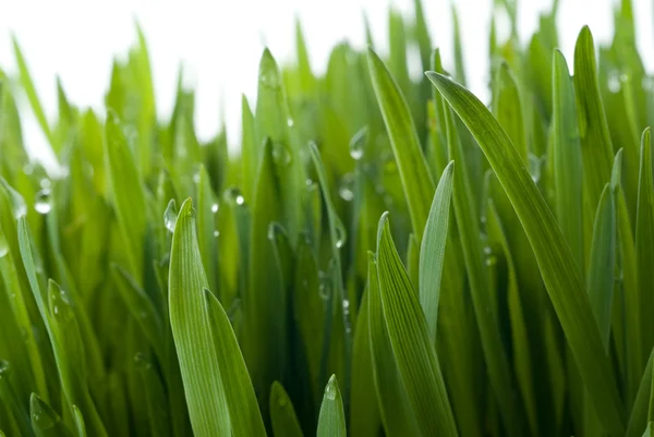 Gras mit großen Tautropfen — Stockfoto