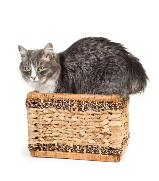 Furry gray cat — Stock Photo, Image