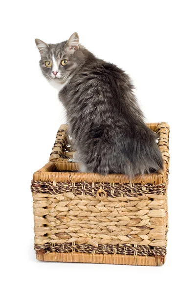 Chlupaté šedá kočka — Stock fotografie
