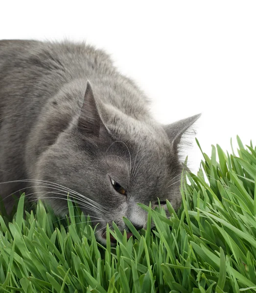 Katt i gräset — Stockfoto