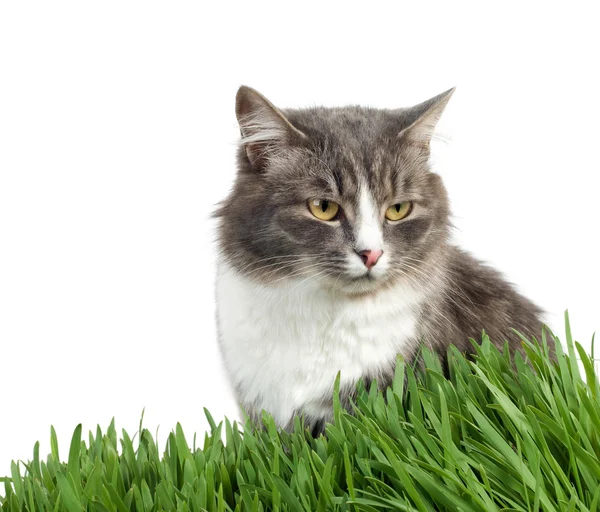 Kat in het gras — Stockfoto