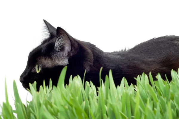 Çimlerdeki kedi — Stok fotoğraf
