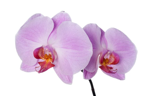 Roze orchid — Stockfoto