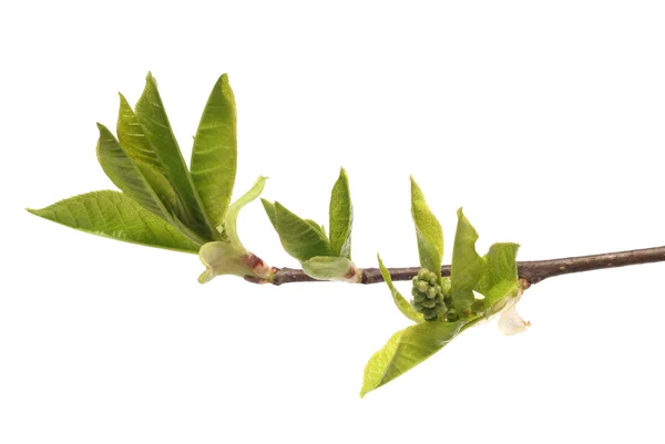 Green leaves of bird cherry — Stock Photo, Image