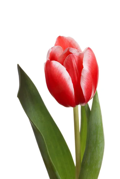 Rode tulp op witte achtergrond — Stockfoto
