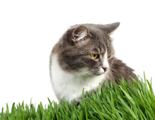 Kot w trawie — Zdjęcie stockowe