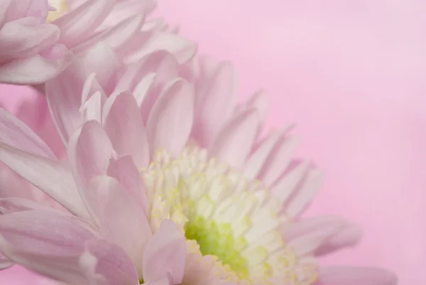 粉红色的背景上的粉红菊花 — 图库照片