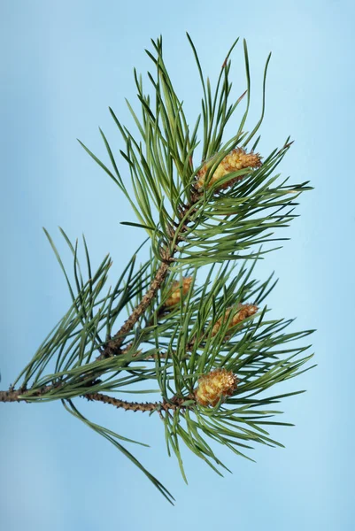 Branch of christmas tree — Stock Photo, Image